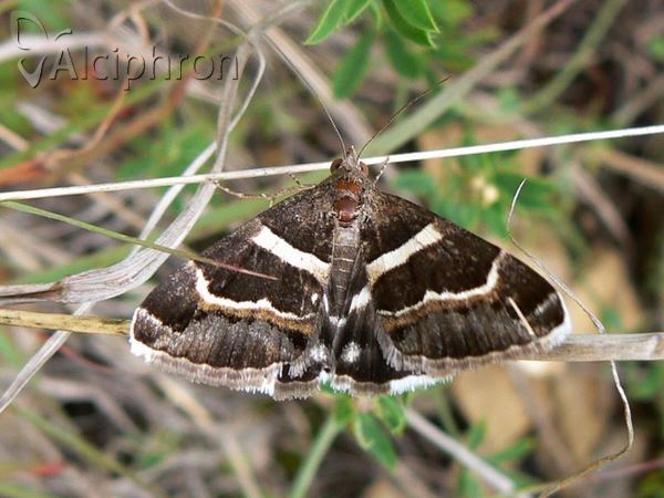Grammodes stolida