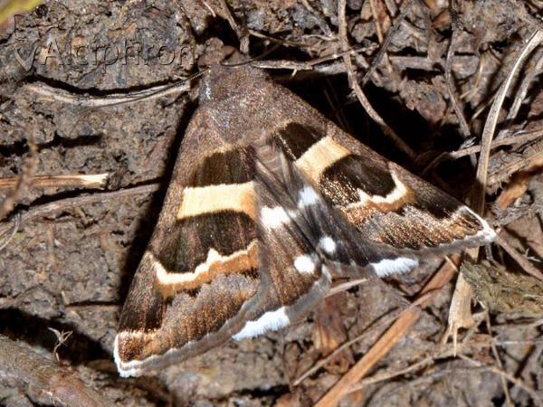 Grammodes stolida