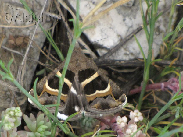 Grammodes stolida