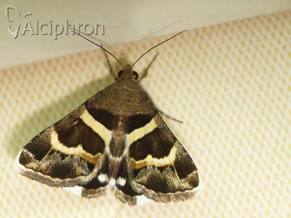 Grammodes stolida