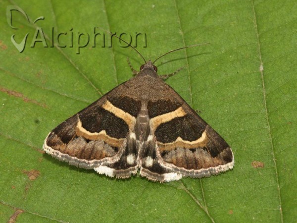 Grammodes stolida