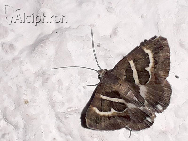 Grammodes stolida