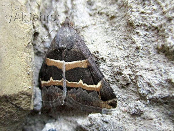 Grammodes stolida