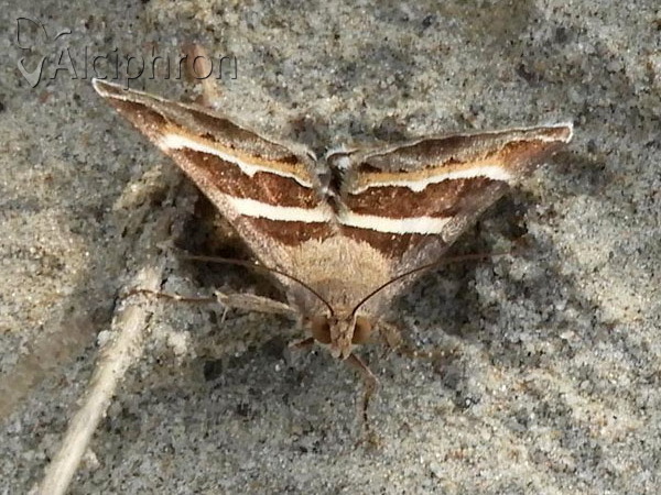 Grammodes stolida