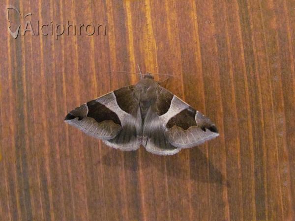 Dysgonia algira