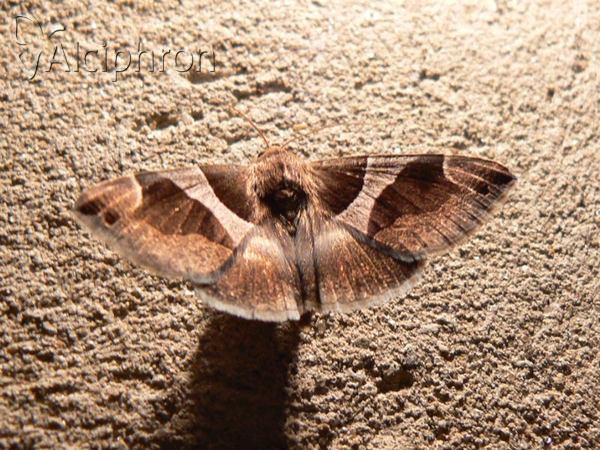Dysgonia algira