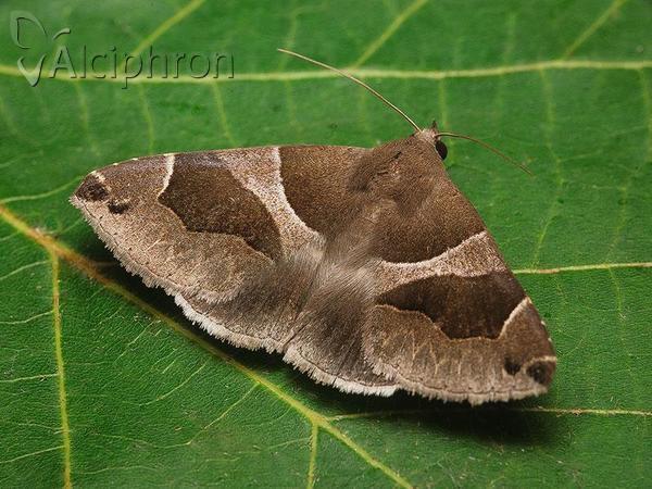 Dysgonia algira