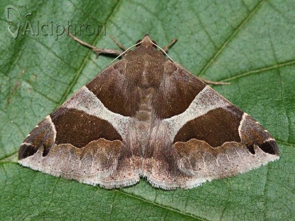 Dysgonia algira