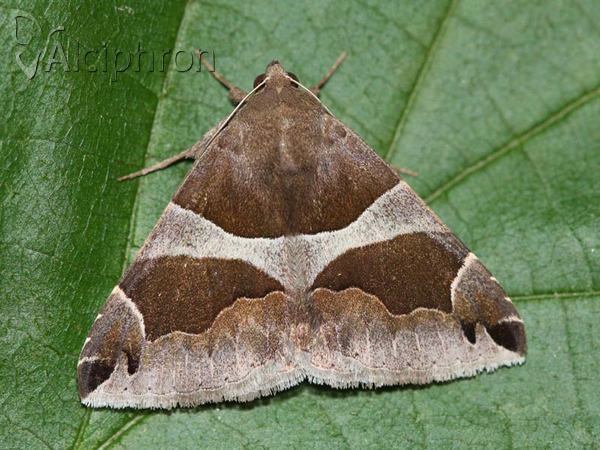 Dysgonia algira