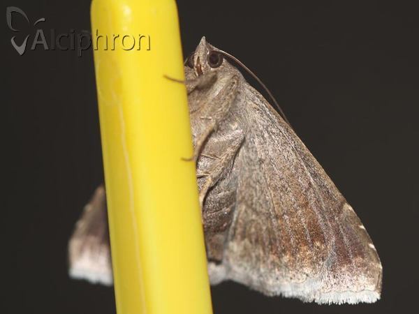 Dysgonia algira
