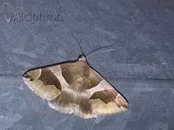 Dysgonia algira