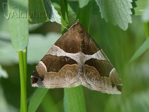 Dysgonia algira