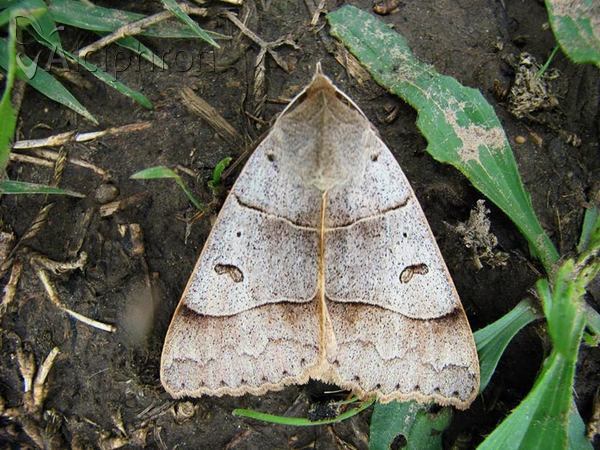 Minucia lunaris