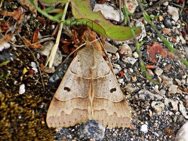 Minucia lunaris