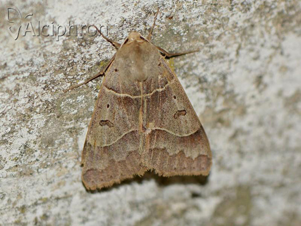 Minucia lunaris