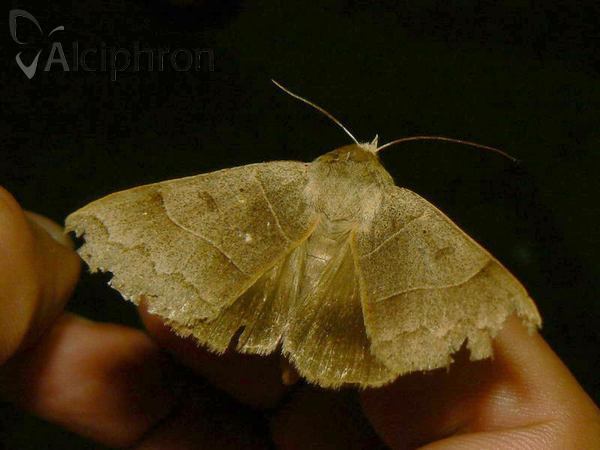Minucia lunaris