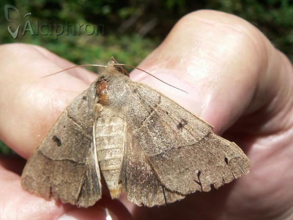 Minucia lunaris
