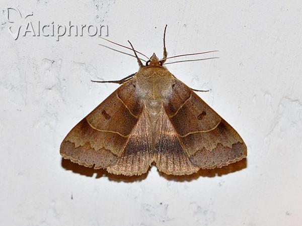 Minucia lunaris