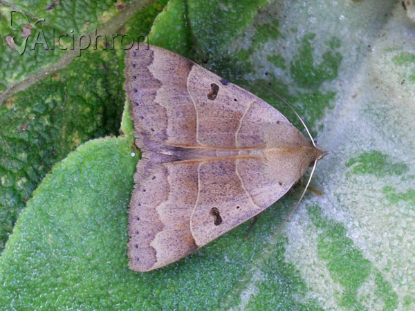Minucia lunaris