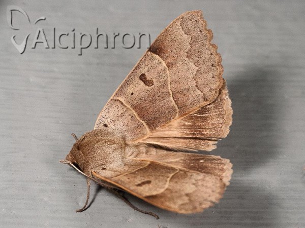 Minucia lunaris
