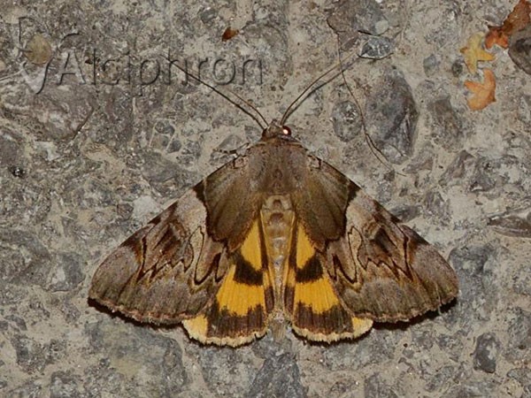 Catocala fulminea