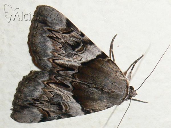 Catocala fulminea