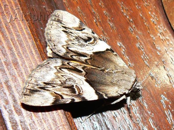 Catocala fulminea