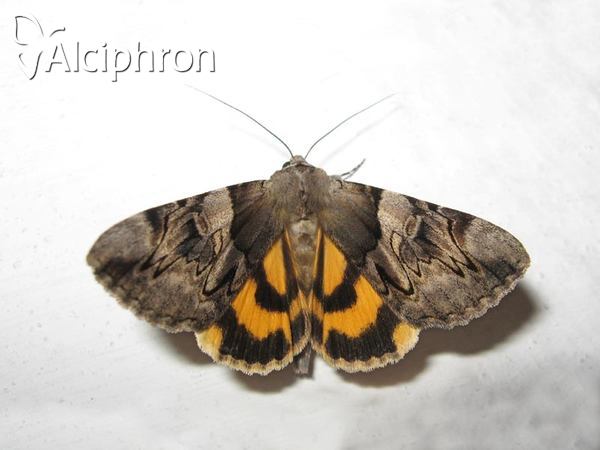 Catocala fulminea