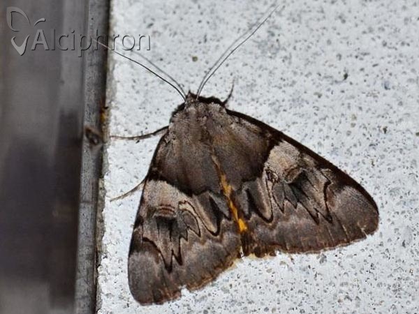 Catocala fulminea