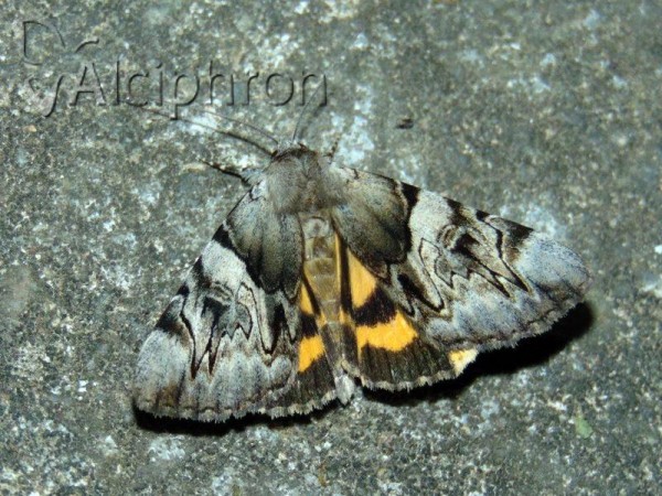 Catocala fulminea