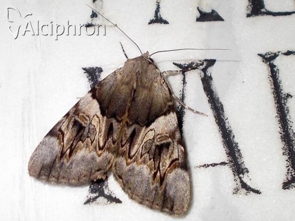 Catocala fulminea