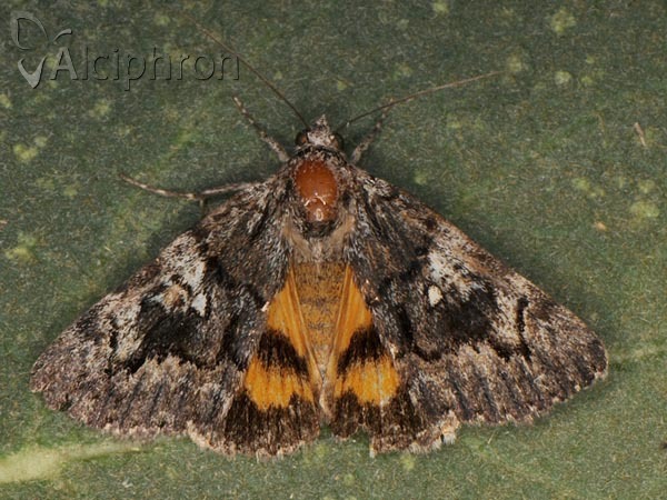 Catocala disjuncta