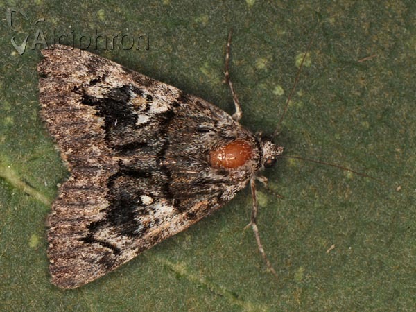 Catocala disjuncta
