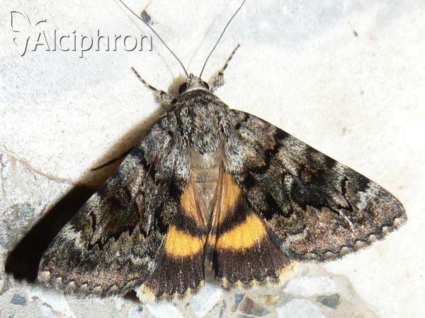 Catocala nymphagoga
