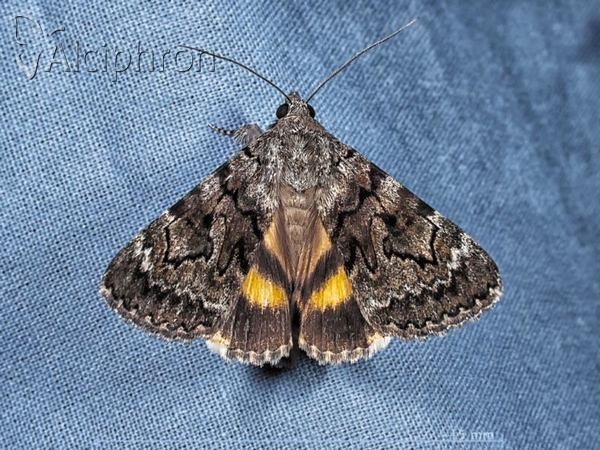 Catocala nymphagoga