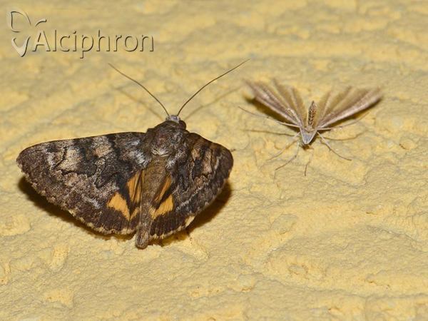 Catocala nymphagoga