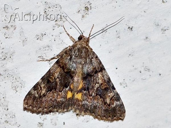 Catocala nymphagoga