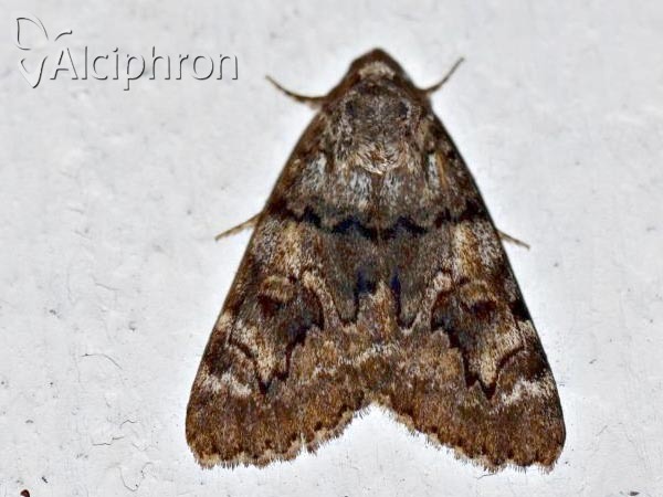Catocala nymphagoga