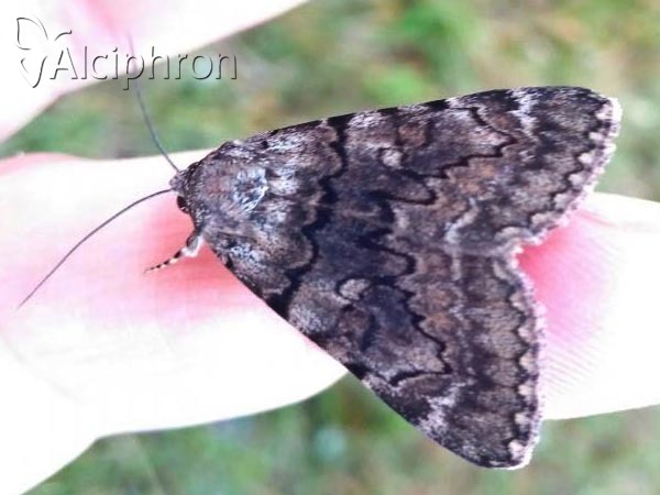 Catocala nymphagoga