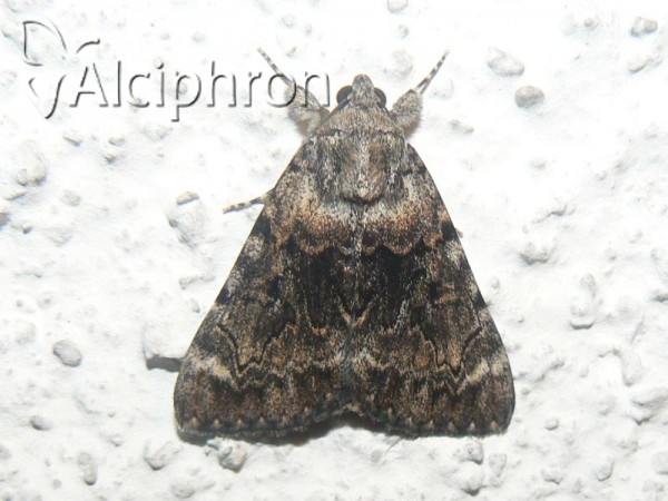 Catocala nymphagoga