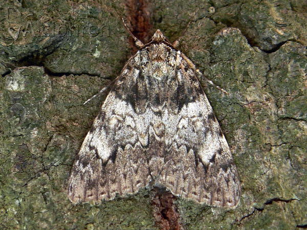 Catocala diversa
