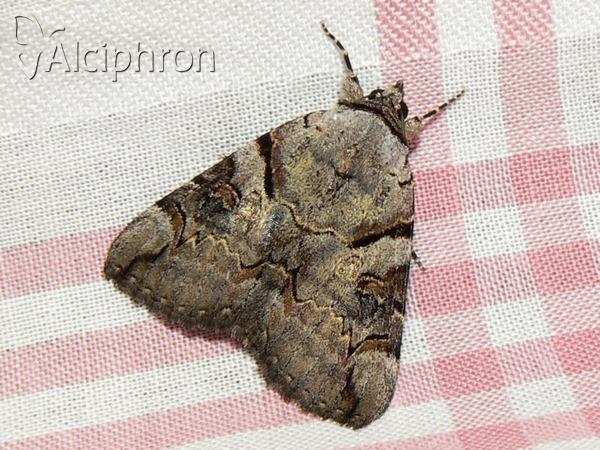 Catocala hymenaea