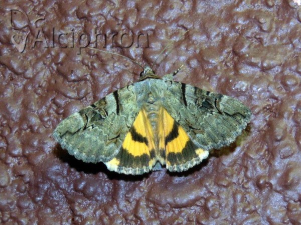 Catocala hymenaea