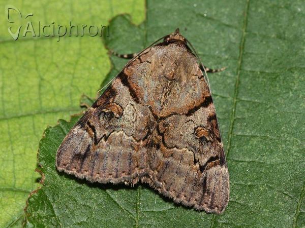 Catocala hymenaea
