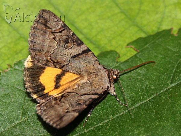 Catocala hymenaea