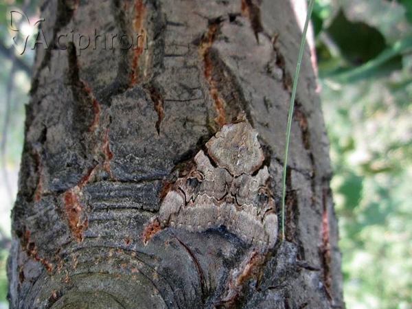 Catocala hymenaea