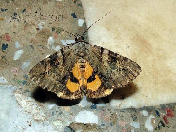 Catocala hymenaea