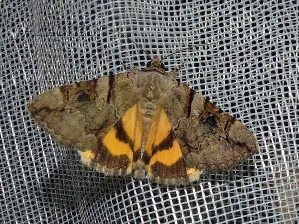 Catocala hymenaea