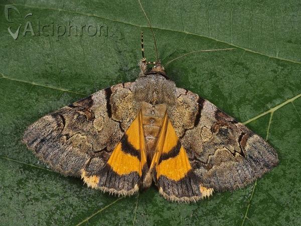 Catocala hymenaea