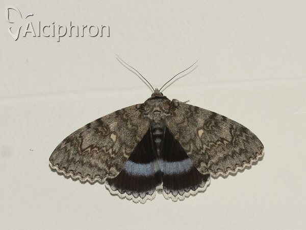 Catocala fraxini